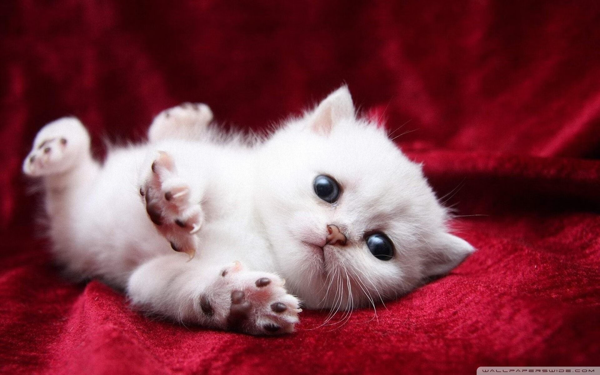 中国男篮提升全场压迫防守执行度,中国男篮篮球规则