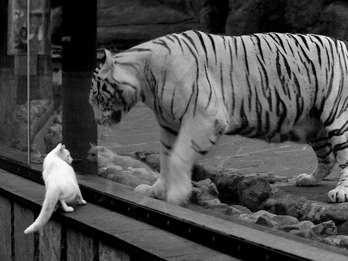 五大联赛强强对话阶段战术对比与发挥差异，五大联赛形势