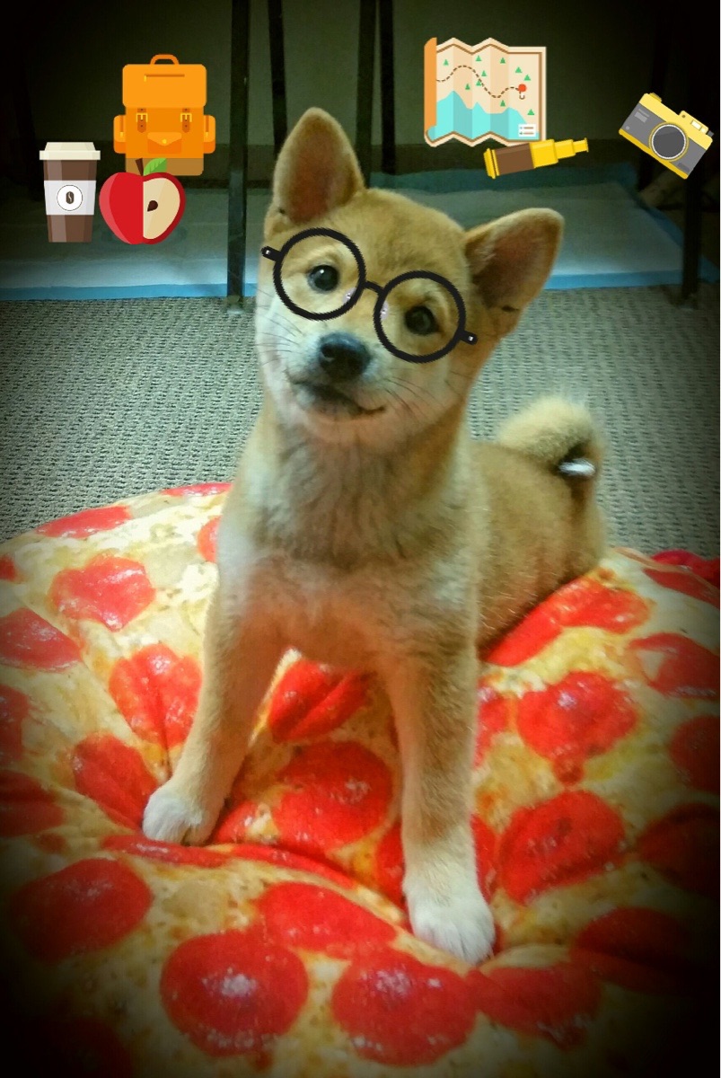 乐鱼体育app在线登录-体育纪录片关注双语运动员成长历程，有关体育史的纪录片