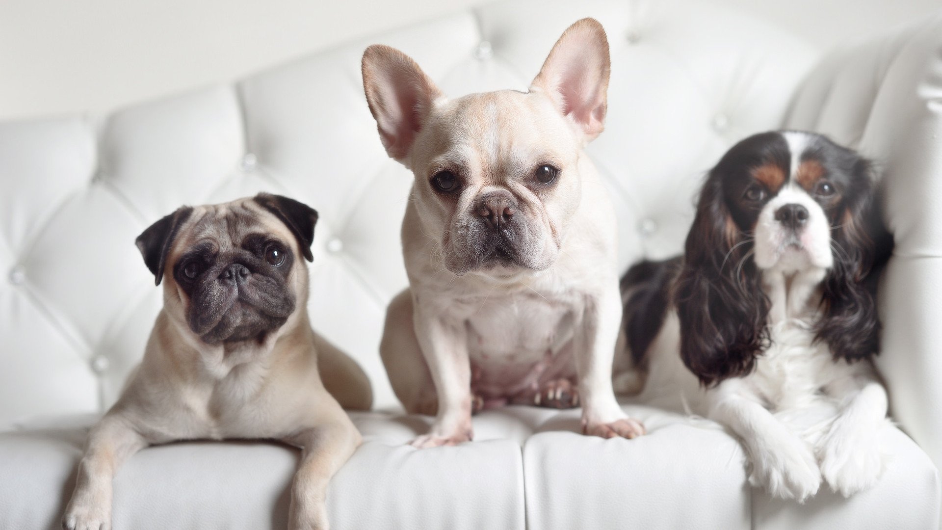 乐鱼体育下载app官网-北京鸭保持比赛强度连续制造得分高潮，北京鸭的功效与作用