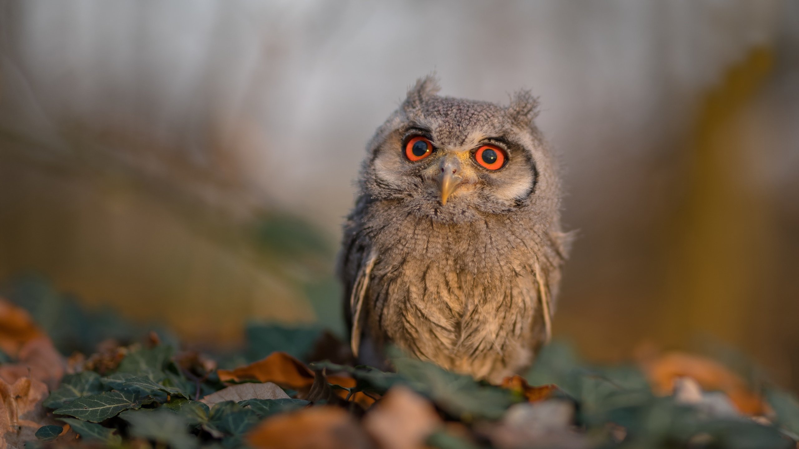 印度队未来计划:如何在国际赛事中占据一席之地,印度联赛