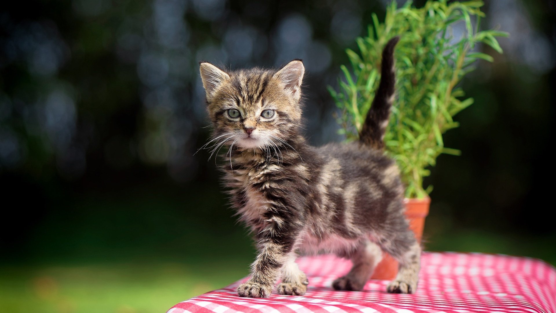 足球青训缺少转会收益回报机制，足球青训赚钱吗