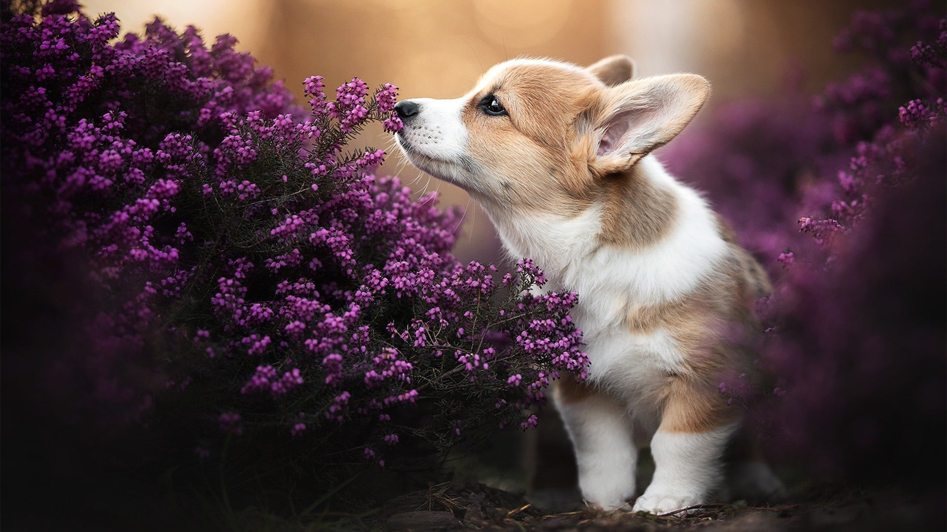 中超积分榜竞争白热化争冠与保级悬念并存，中超最终积分