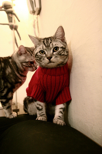 国家体育总局确认第十五届全国冬运会举办城市名单,第十四届全国冬季运动会设置竞赛项目