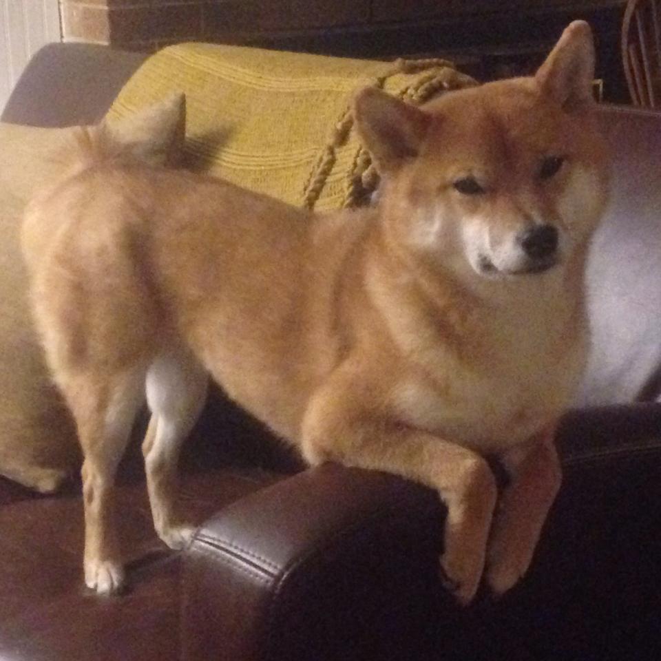 乐鱼体育 vip注册-塞尔维亚男篮在欧洲预赛中展现实力，未来值得期待，塞尔维亚男篮阵容2021