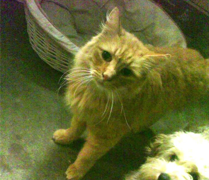 欧洲杯争冠夜：战略、技巧、激情的巅峰对决，欧洲杯冠军之争